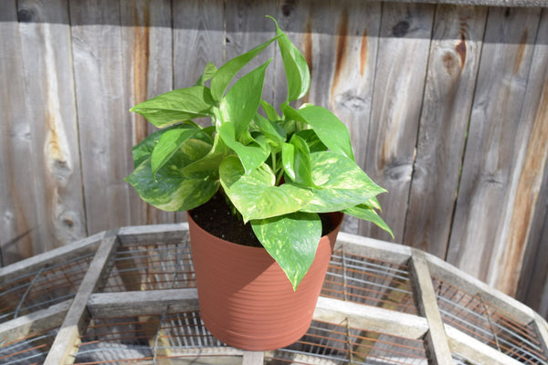 Spotted Pothos