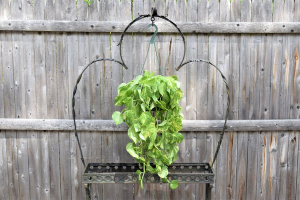 Hanging Marble Pothos